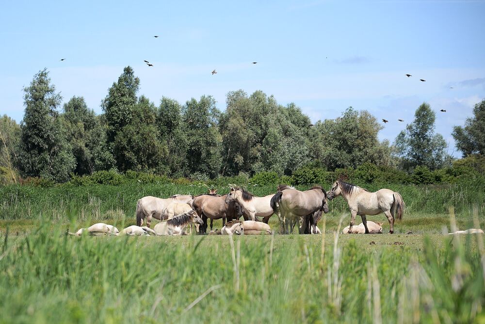Konikpaarden in de Oostvaardersplassen onder een blauwe lucht