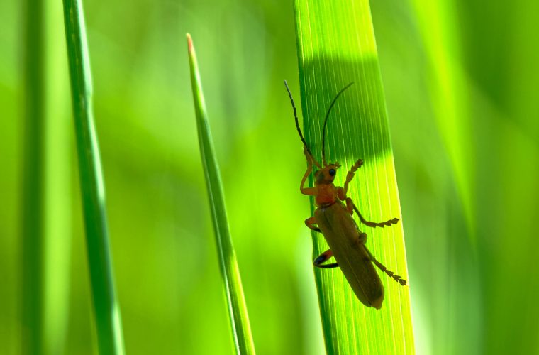 Op avontuur met de kleine helden van de natuur