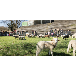 Herdershut — Natuur in Flevoland